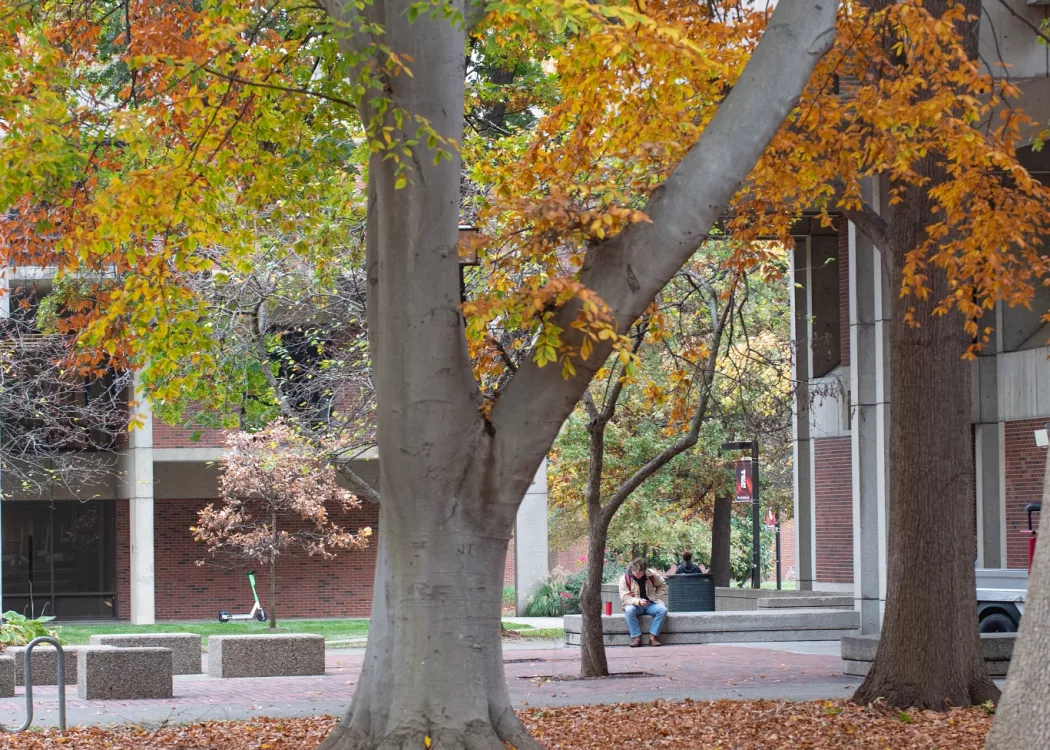 Tree surrounded by fall leaves on the ground and framed by buildings.