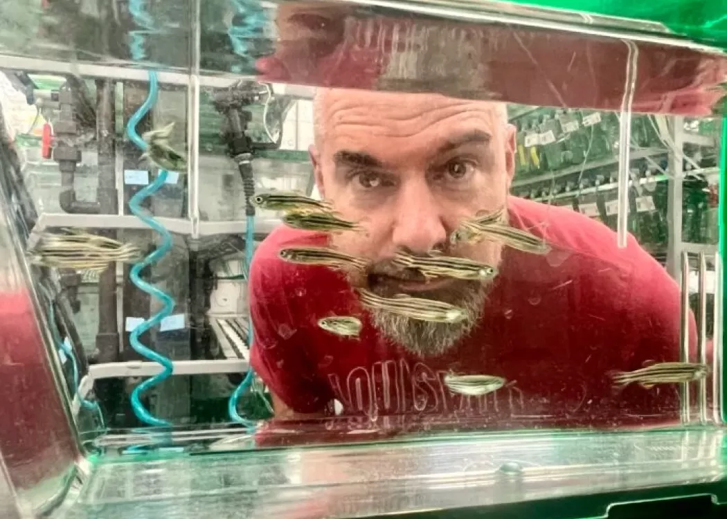 Ben Lovely looks through a fish tank with zebra fish.