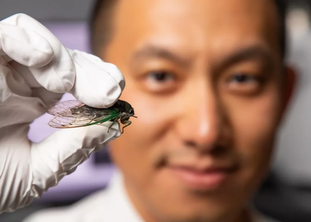 Man holding cicada