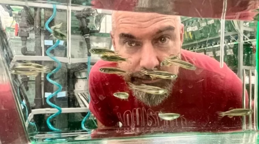 Ben Lovely looks through a fish tank with zebra fish.